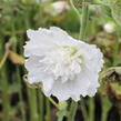 Topolovka růžová 'Spring Celebrities White' - Alcea rosea 'Spring Celebrities White'