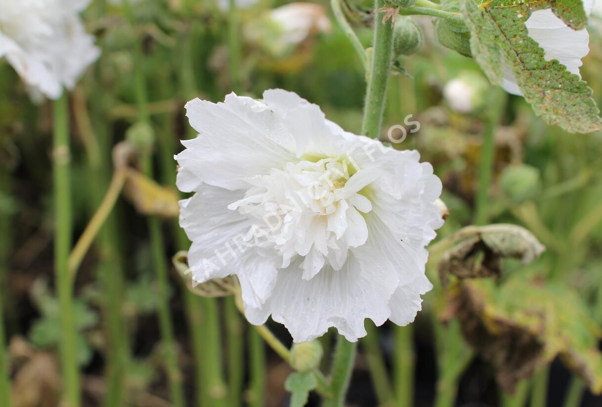 Topolovka růžová 'Spring Celebrities White' - Alcea rosea 'Spring Celebrities White'