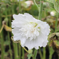 Topolovka růžová 'Spring Celebrities White' - Alcea rosea 'Spring Celebrities White'