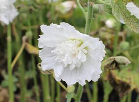 Topolovka růžová 'Spring Celebrities White' - Alcea rosea 'Spring Celebrities White'