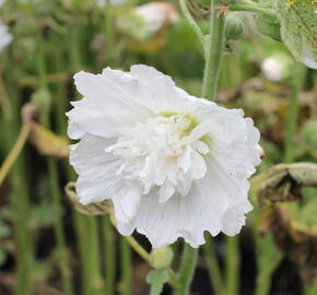 Topolovka růžová 'Spring Celebrities White' - Alcea rosea 'Spring Celebrities White'