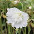 Alcea rosea 'Spring Celebrities White'.JPG