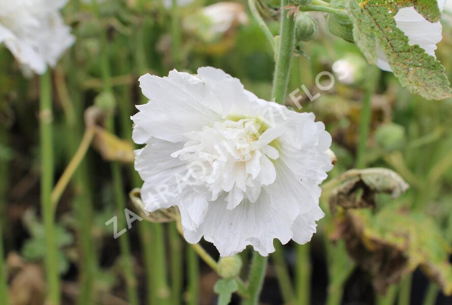 Topolovka růžová 'Spring Celebrities White' - Alcea rosea 'Spring Celebrities White'
