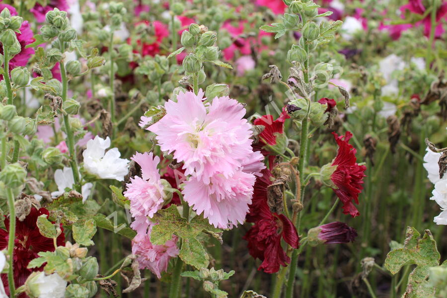 Topolovka růžová 'Ariella Mix' - Alcea rosea 'Ariella Mix'