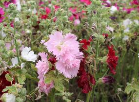 Topolovka růžová 'Ariella Mix' - Alcea rosea 'Ariella Mix'