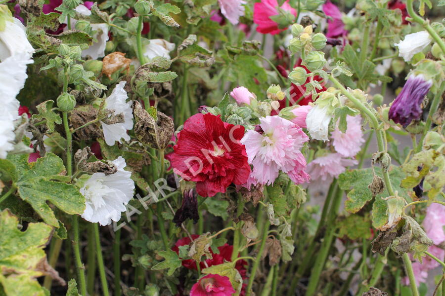 Topolovka růžová 'Ariella Mix' - Alcea rosea 'Ariella Mix'