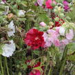 Topolovka růžová 'Ariella Mix' - Alcea rosea 'Ariella Mix'
