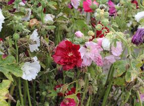 Topolovka růžová 'Ariella Mix' - Alcea rosea 'Ariella Mix'