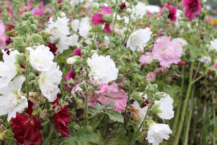 Topolovka růžová 'Ariella Mix' - Alcea rosea 'Ariella Mix'