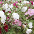 Topolovka růžová 'Ariella Mix' - Alcea rosea 'Ariella Mix'