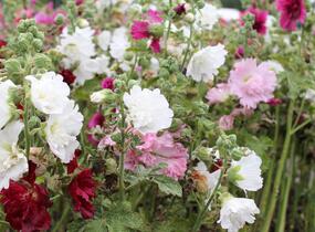 Topolovka růžová 'Ariella Mix' - Alcea rosea 'Ariella Mix'