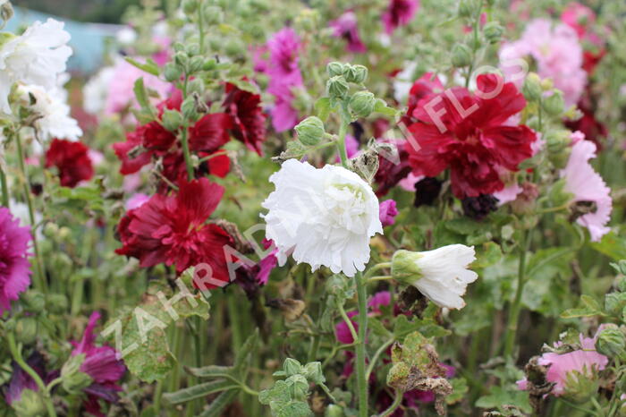 Topolovka růžová 'Ariella Mix' - Alcea rosea 'Ariella Mix'