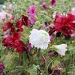 Topolovka růžová 'Ariella Mix' - Alcea rosea 'Ariella Mix'