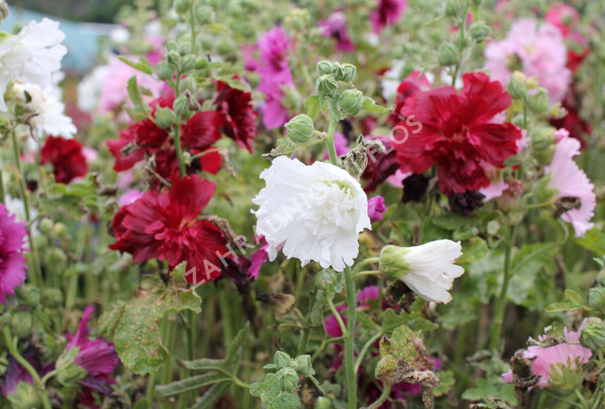 Topolovka růžová 'Ariella Mix' - Alcea rosea 'Ariella Mix'