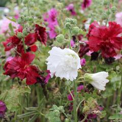 Topolovka růžová 'Ariella Mix' - Alcea rosea 'Ariella Mix'