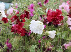 Topolovka růžová 'Ariella Mix' - Alcea rosea 'Ariella Mix'