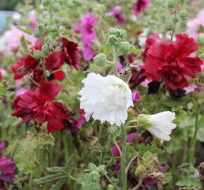 Topolovka růžová 'Ariella Mix' - Alcea rosea 'Ariella Mix'