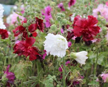 Topolovka růžová 'Ariella Mix'