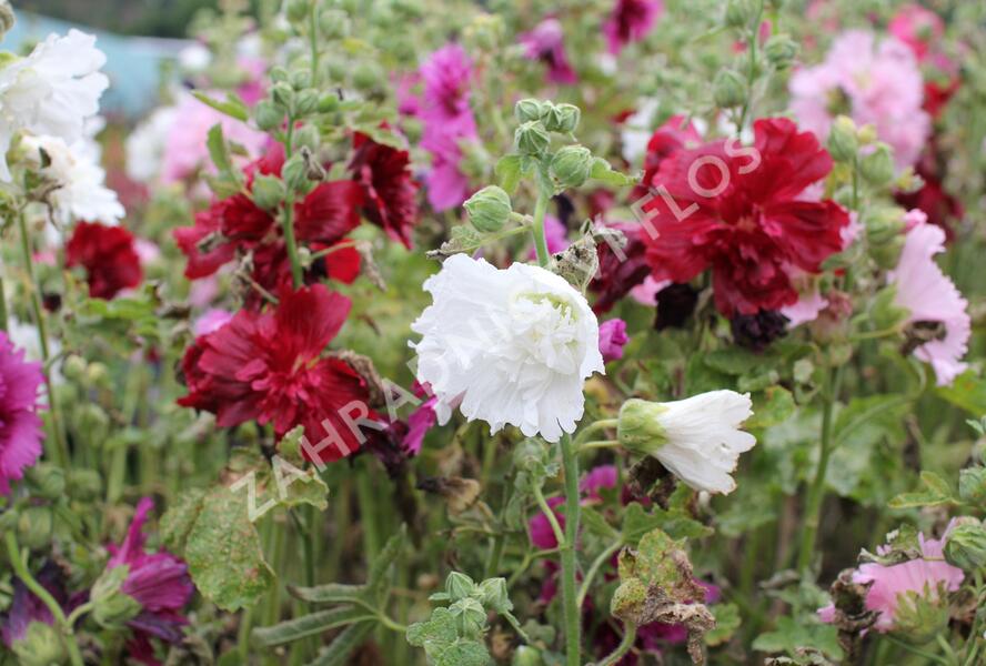 Topolovka růžová 'Ariella Mix' - Alcea rosea 'Ariella Mix'