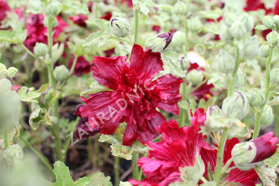 Topolovka růžová 'Spring Celebrities Crimson' - Alcea rosea 'Spring Celebrities Crimson'