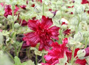 Topolovka růžová 'Spring Celebrities Crimson' - Alcea rosea 'Spring Celebrities Crimson'