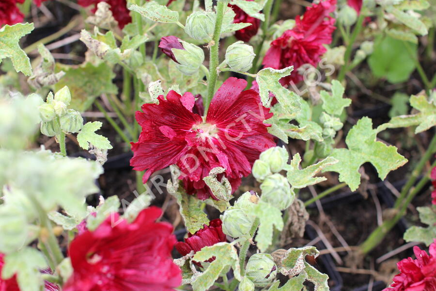 Topolovka růžová 'Spring Celebrities Crimson' - Alcea rosea 'Spring Celebrities Crimson'