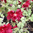 Topolovka růžová 'Spring Celebrities Crimson' - Alcea rosea 'Spring Celebrities Crimson'