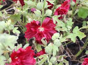 Topolovka růžová 'Spring Celebrities Crimson' - Alcea rosea 'Spring Celebrities Crimson'