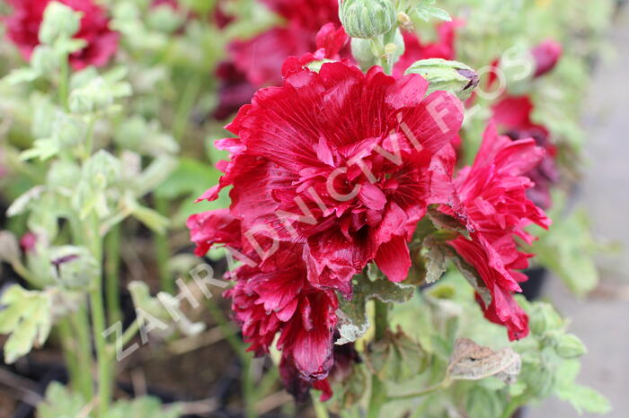 Topolovka růžová 'Spring Celebrities Crimson' - Alcea rosea 'Spring Celebrities Crimson'