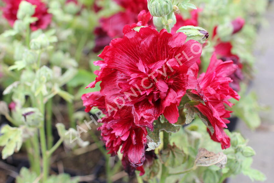 Topolovka růžová 'Spring Celebrities Crimson' - Alcea rosea 'Spring Celebrities Crimson'
