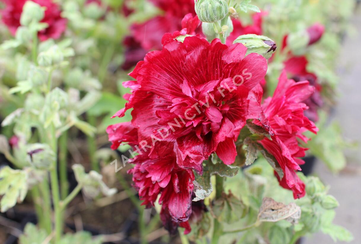 Topolovka růžová 'Spring Celebrities Crimson' - Alcea rosea 'Spring Celebrities Crimson'