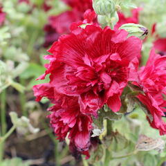 Topolovka růžová 'Spring Celebrities Crimson' - Alcea rosea 'Spring Celebrities Crimson'