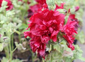 Topolovka růžová 'Spring Celebrities Crimson' - Alcea rosea 'Spring Celebrities Crimson'