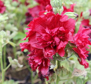 Topolovka růžová 'Spring Celebrities Crimson' - Alcea rosea 'Spring Celebrities Crimson'