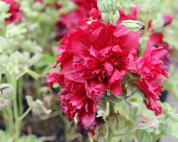 Topolovka růžová 'Spring Celebrities Crimson'