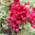 Alcea rosea 'Spring Celebrities Crimson'.JPG
