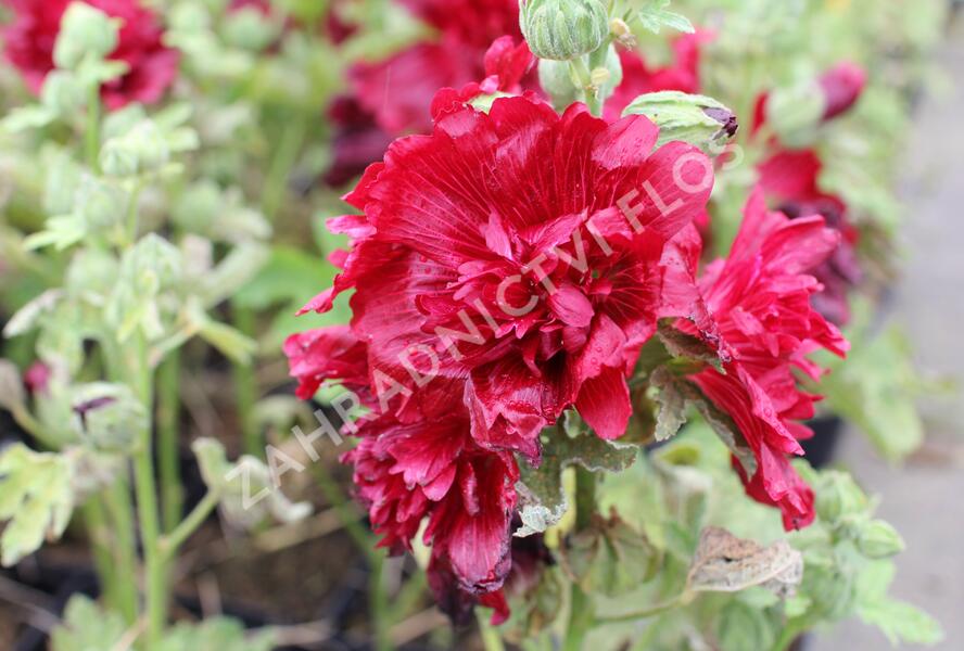 Topolovka růžová 'Spring Celebrities Crimson' - Alcea rosea 'Spring Celebrities Crimson'