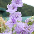 Ostrožka 'Jupiter Lavender Blue' - Delphinium x cultorum 'Jupiter Lavender Blue'