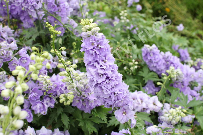 Ostrožka 'Jupiter Lavender Blue' - Delphinium x cultorum 'Jupiter Lavender Blue'