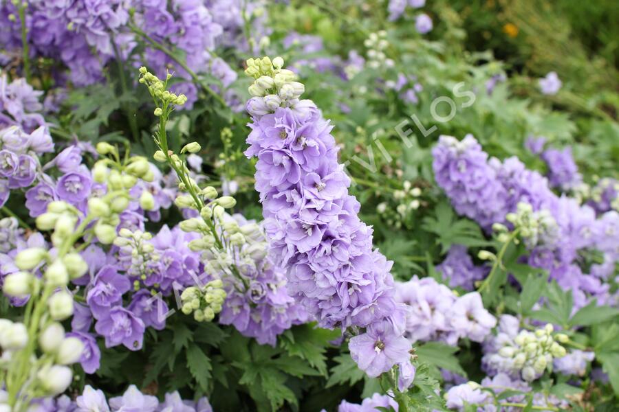 Ostrožka 'Jupiter Lavender Blue' - Delphinium x cultorum 'Jupiter Lavender Blue'