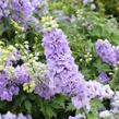 Ostrožka 'Jupiter Lavender Blue' - Delphinium x cultorum 'Jupiter Lavender Blue'