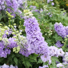 Ostrožka 'Jupiter Lavender Blue' - Delphinium x cultorum 'Jupiter Lavender Blue'