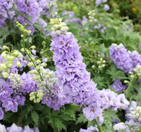 Ostrožka 'Jupiter Lavender Blue' - Delphinium x cultorum 'Jupiter Lavender Blue'