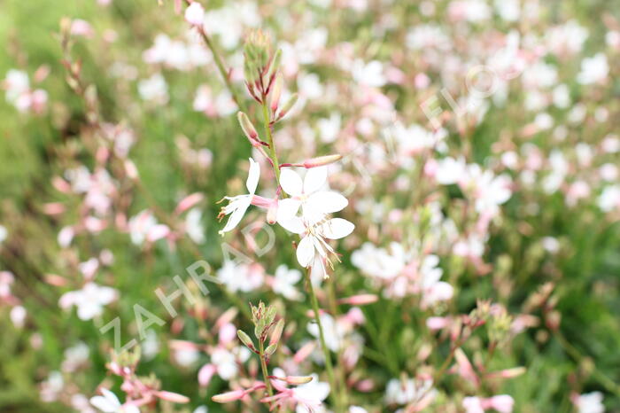 Svíčkovec 'Monarch White' - Gaura lindheimeri 'Monarch White'
