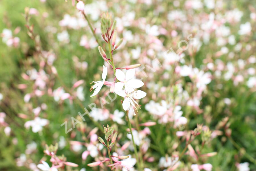 Svíčkovec 'Monarch White' - Gaura lindheimeri 'Monarch White'