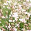 Svíčkovec 'Monarch White' - Gaura lindheimeri 'Monarch White'