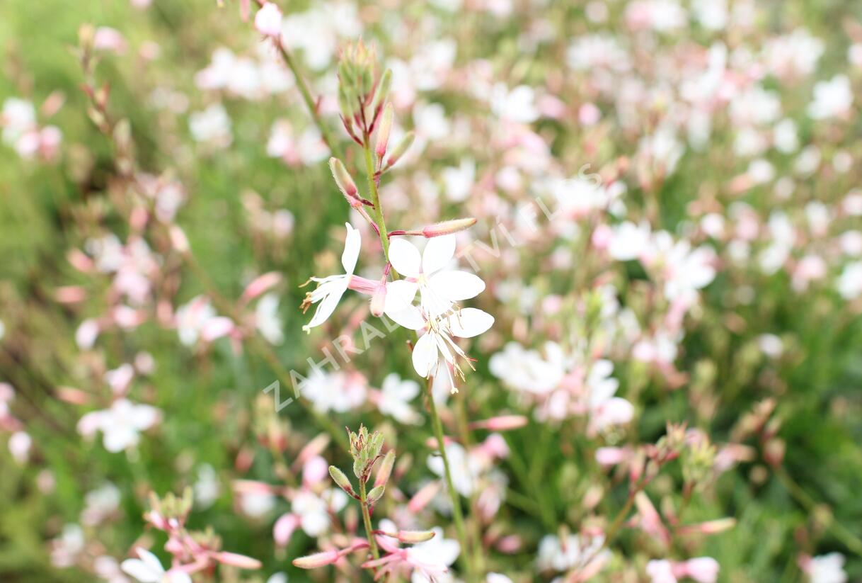Svíčkovec 'Monarch White' - Gaura lindheimeri 'Monarch White'