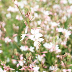Svíčkovec 'Monarch White' - Gaura lindheimeri 'Monarch White'