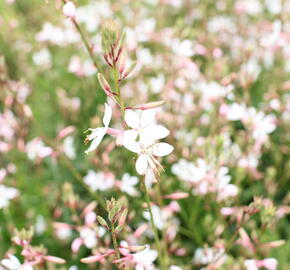 Svíčkovec 'Monarch White' - Gaura lindheimeri 'Monarch White'