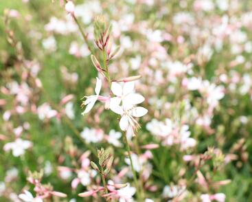 Svíčkovec 'Monarch White'